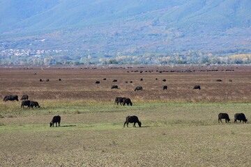 grazing of wild water buffalos in wetland of lake Kerkini,Greece
