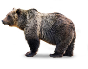 Grizzly Bear Full Body Isolated White Wildlife