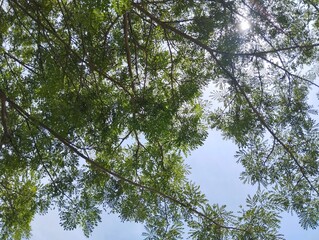 Summer morning in forest. Panoramic landscape with sun rays light shining through trees	