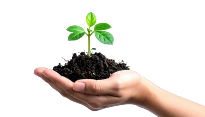 Hand cradling a sprouting plant in soil against black. Bright green leaves