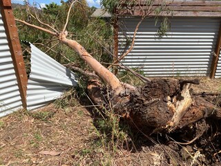 Fallen tree has broken a fence due to storm damage or caused by heat, dehydration, dead or damaged limbs, termite infestations, image was taken at Victoria, Australia