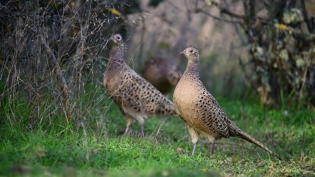 Female pheasants Phasianus colchicus foraging in the wild, in their natural habitat. Slow motion.
