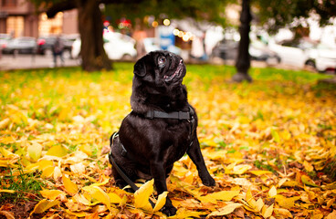 Black pug dog sits in yellow leaves on a background of blurred houses. The dog has a harness. He looks up and to the side. Dog walking. Training. Autumn. Horizontal and blurred photo