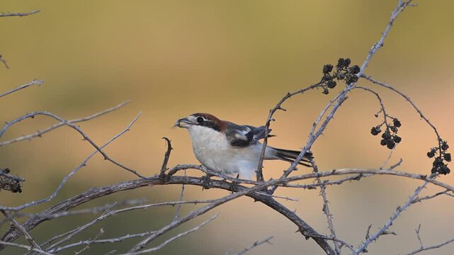 A Woodchat Shrike Lanius senator sits on a bush in the wild and eats an insect.. Close up.