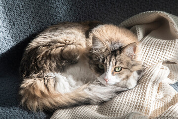 Fluffy domestic cat relaxing on a cozy sofa in warm natural light, creating a calm and homely atmosphere