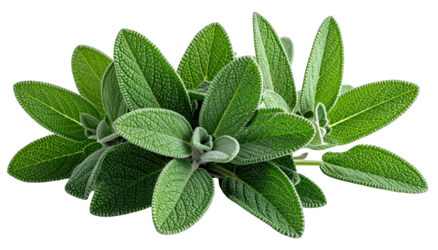 A vibrant, close-up cluster of fresh, green, velvety leaves, isolated on black