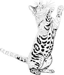 Fototapeta premium Black and White Outline Vector Drawing of a Bengal Cat Standing on its Hind Legs, Reaching Up in a Playful Stance, Perfect for Pet, Animal, and Line Art Tattoo Designs