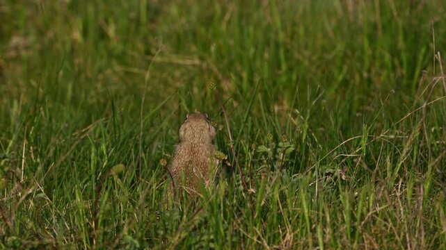 Ground Squirrel Spermophilus pygmaeus, feeding in its natural habitat. Slow motion. Close up.