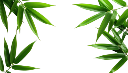 Lush green bamboo leaves border a black space, creating a natural frame