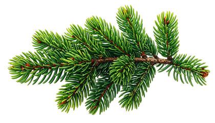Detailed close-up of a green evergreen branch with needles and small buds