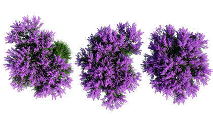 Overhead view of three clusters of vibrant purple flowers on a black background