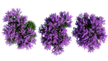 Overhead view of three clusters of vibrant purple flowers on a black background