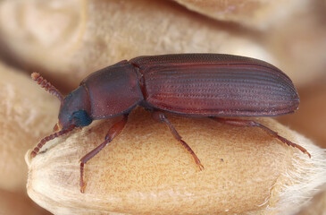 Larger Black Flour Beetle, Cynaeus angustus. Adult specimen on a wheat grain.