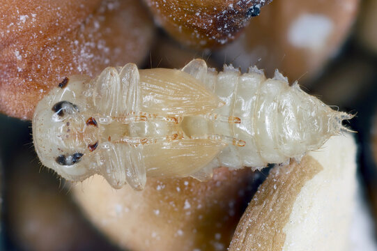 Larger Black Flour Beetle, Cynaeus angustus. Pupa on a grain of wheat.
