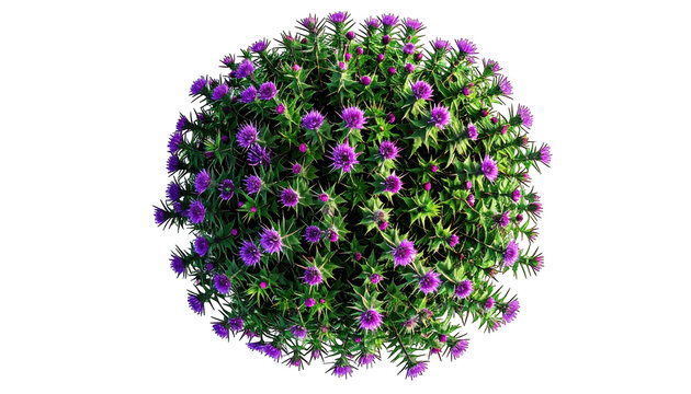 A lush, spherical bush of vibrant purple flowers against a black background