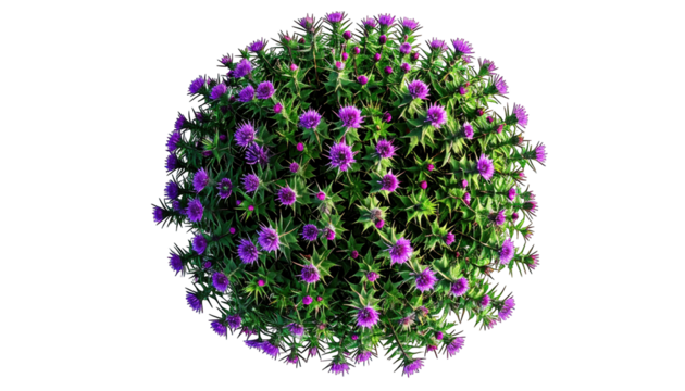 A lush, spherical bush of vibrant purple flowers against a black background