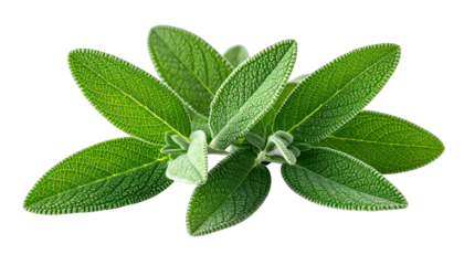 Lush green sage leaves with textured surfaces against a black background