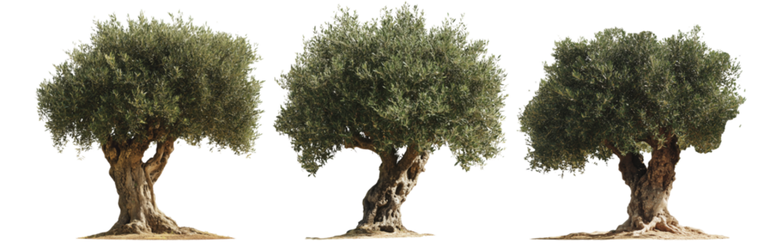 Olive tree with twisted trunk, isolated on white transparent background. Concept of nature.