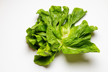 Leafed chicory (cicoria da taglio) - Biondissima Di Trieste variety. A fresh, organic head of chicory isolated on a white background. 