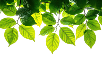 Overhanging vibrant green leaves against a transparent background