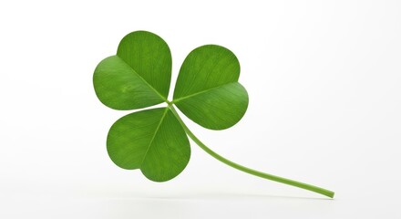 Clover isolated on white background, St. Patrick's Day symbol, full depth of field