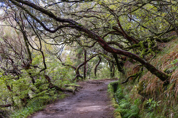 Hiking trail along the Levada of 25 fountains in Madeira, winding through moss covered trees and ferns under canopy of twisted forest branches