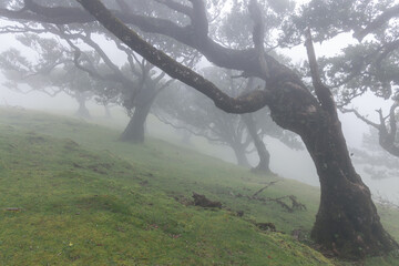 Mist covered slope of Fanal forest in Madeira, ancient laurel trees with mossy trunks lean over green hillside disappearing into soft white fog
