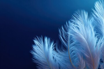Obraz premium Soft white feathers against deep blue background in elegant arrangement