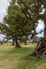 Peaceful landscape of Madeira laurisilva forest, ancient moss covered trees casting soft shadows across grassy plateau