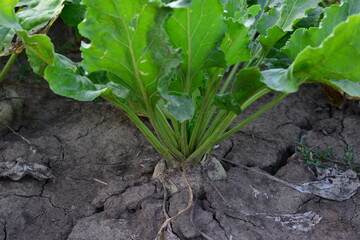 Sugar Beet Plant Growing in Dry, Cracked Soil