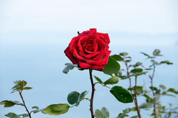 赤い薔薇 / Red Rose