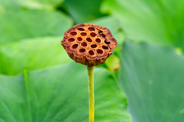 Dried Lotus Seed Pod on Green Background