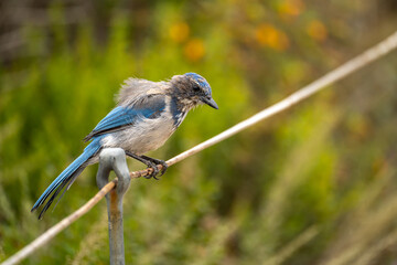 Young Western Scrub-Jay Sitting on Fence, California Coast