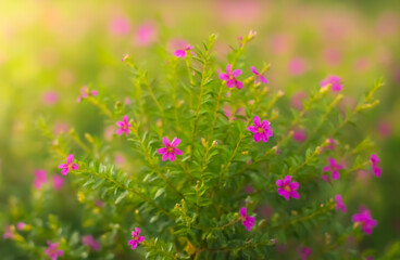A vibrant bush of small, bright pink flowers with slender green leaves, bathed in a soft, sunlit glow.
