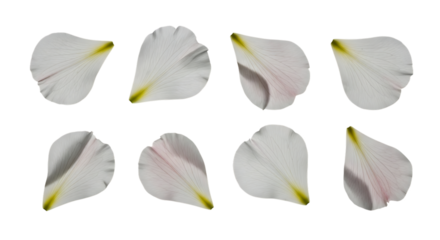 Eight White Flower Petals with Pink and Yellow Tints on Black Background graphic design isolated on a transparent background
