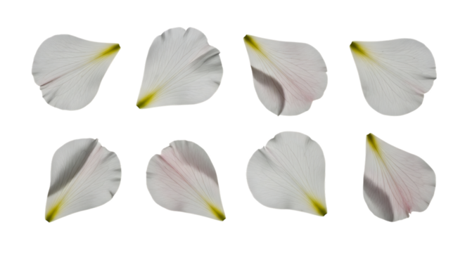 Eight White Flower Petals with Pink and Yellow Tints on Black Background graphic design isolated on a transparent background