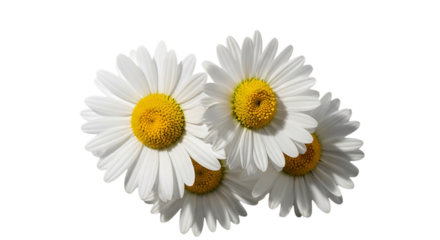 Four White Daisy Flowers with Yellow Centers on Black Background white flower bloom isolated on a transparent background