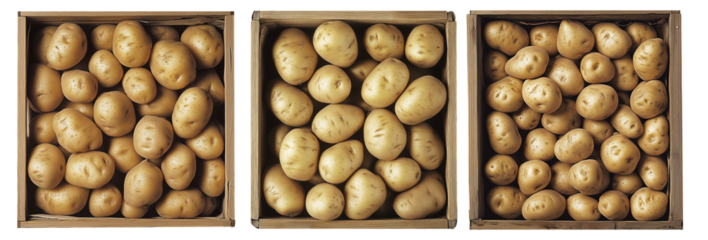 Fresh potatoes in wooden crate, isolated on white transparent background,, concept of harvest.