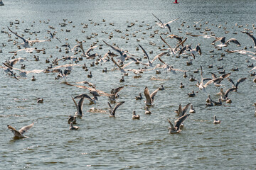 a flock of seagulls on the surface of the sea