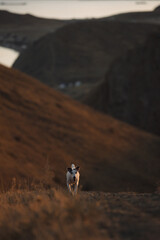 The dog is walking in the mountains.