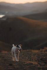 the dog is walking in the mountains.
