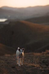 the dog is walking in the mountains