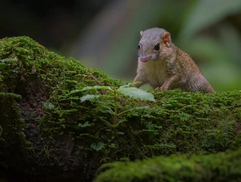 Adorable Tree Shrew in its Natural Habitat A Wildlife Encounter in the Forest