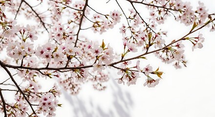 Delicate pink cherry blossoms bloom on tree branches against a bright white background, casting soft shadows.