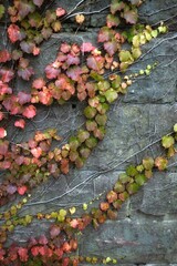 Red ivy leaves on a stone wall. Autumn background.