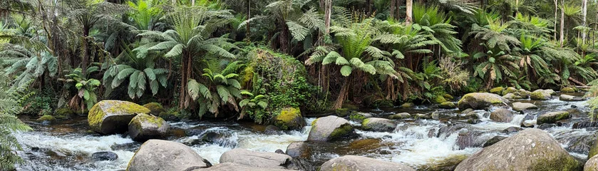 Fototapete Rund Wald Fluss Wide angle view of rainforest ferns and river stream  © mleane28