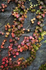 Red ivy leaves on a stone wall.