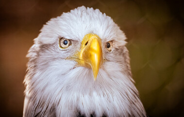 Close-Up of Bald Eagle Portrait Symbolizing Freedom and Independence