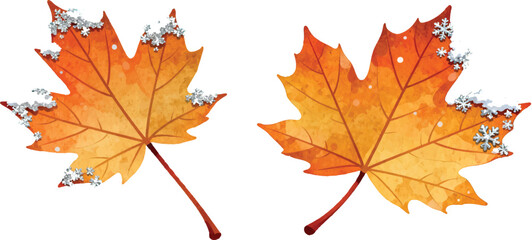 Fototapeta premium Ultra-Detailed Amber Maple Leaf with First Snow Crystals – Realistic Vector Macro Illustration on Clean Isolated Background