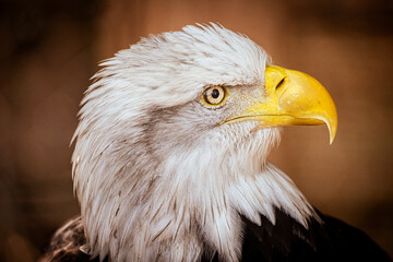 Close-Up of Bald Eagle Portrait Symbolizing Freedom and Independence